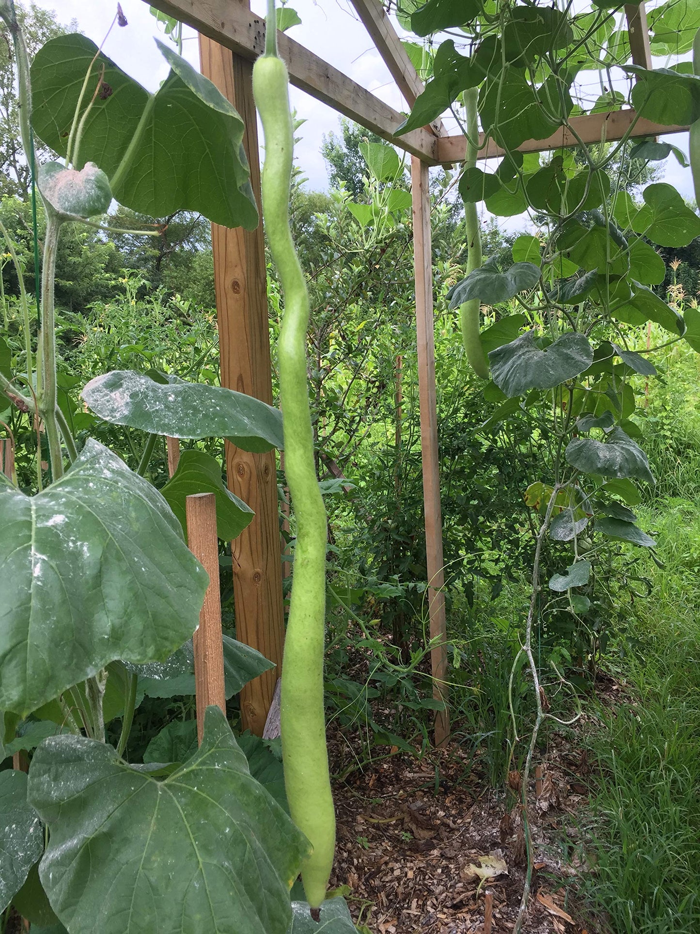 ロングコリンズヒョウタン野菜の種