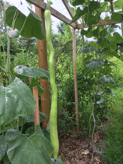 ロングコリンズヒョウタン野菜の種