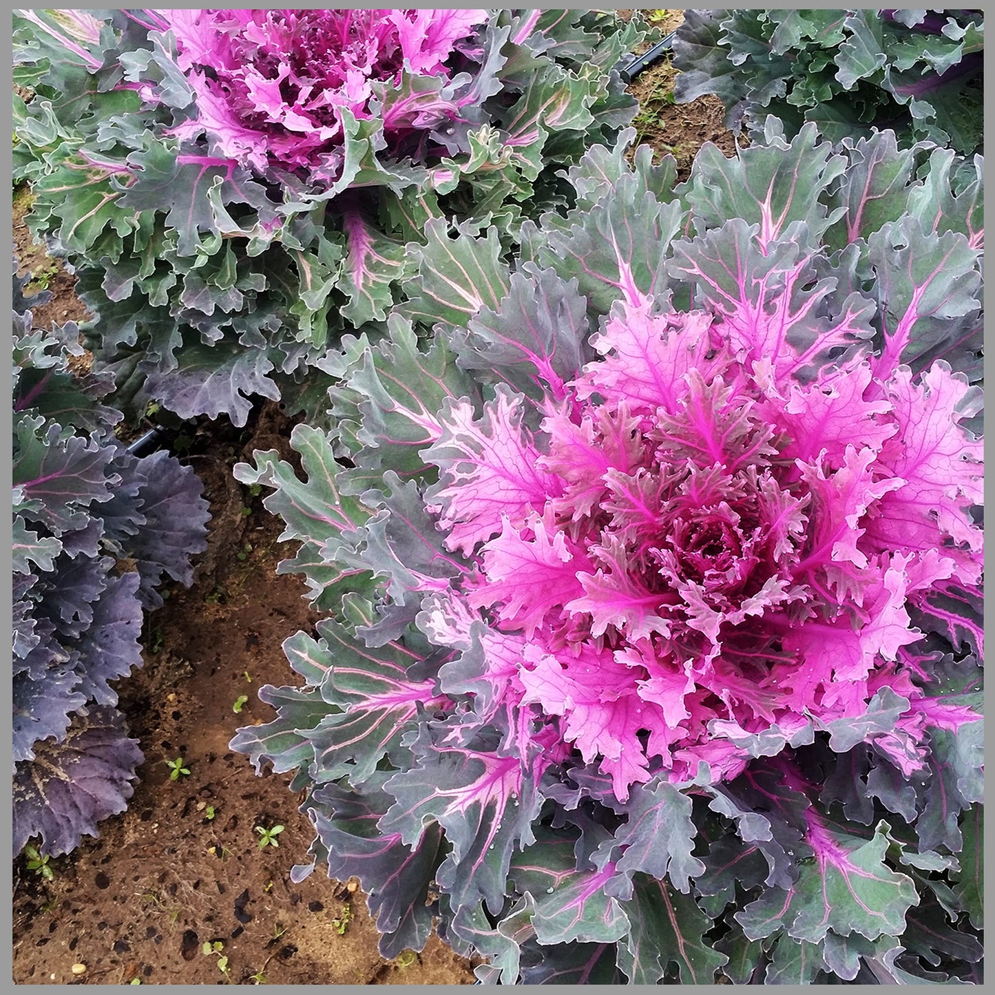 Ornamental Cabbage & Kale Vegetable Seeds