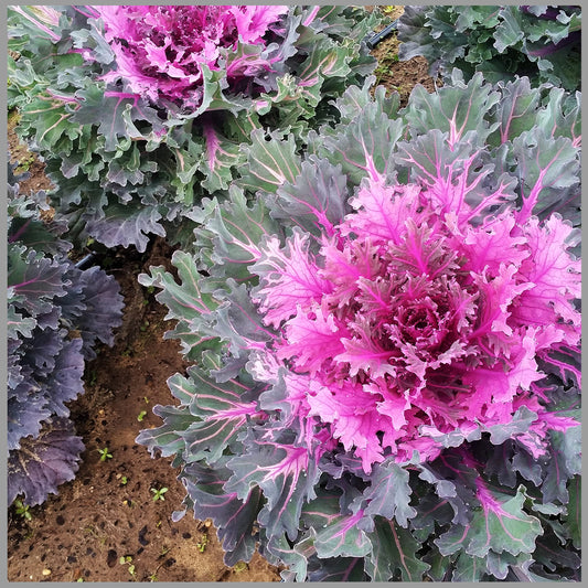 Ornamental Cabbage & Kale Vegetable Seeds