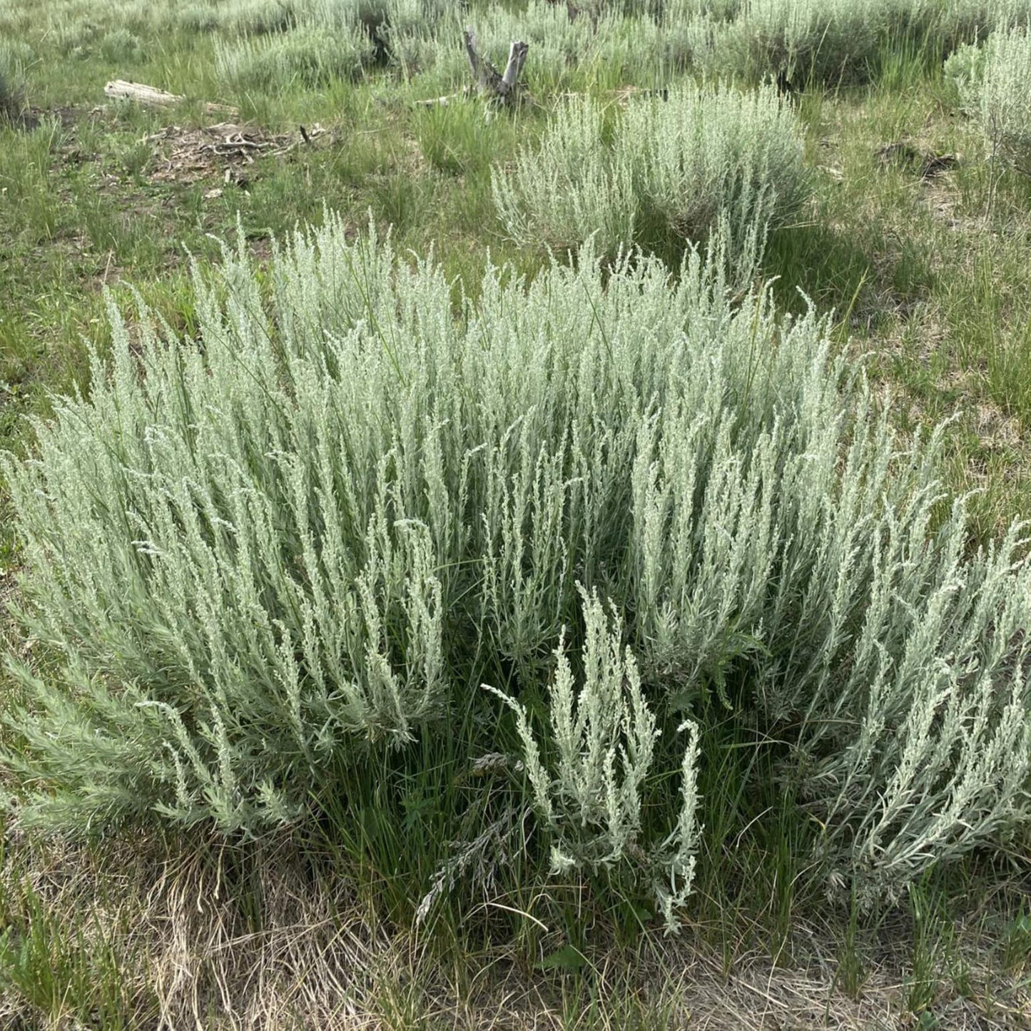 Semi di Erba Salvia Argentea