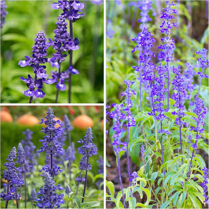 Sage Flower seeds for Planting Easy to Grow Heirloom & GMO Free Seeds for Home Garden