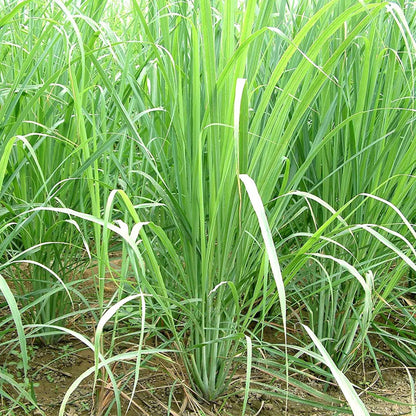 Lemongrass Herb Seeds