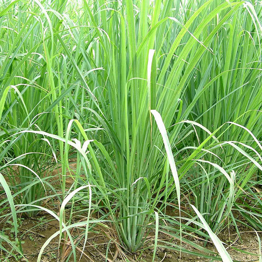 Lemongrass Herb Seeds