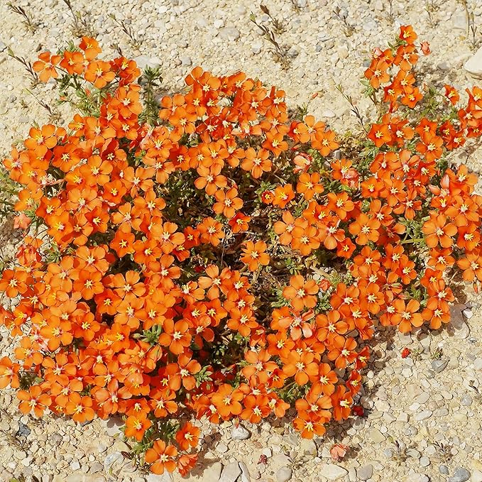Orange Rock Cress Flower Seeds