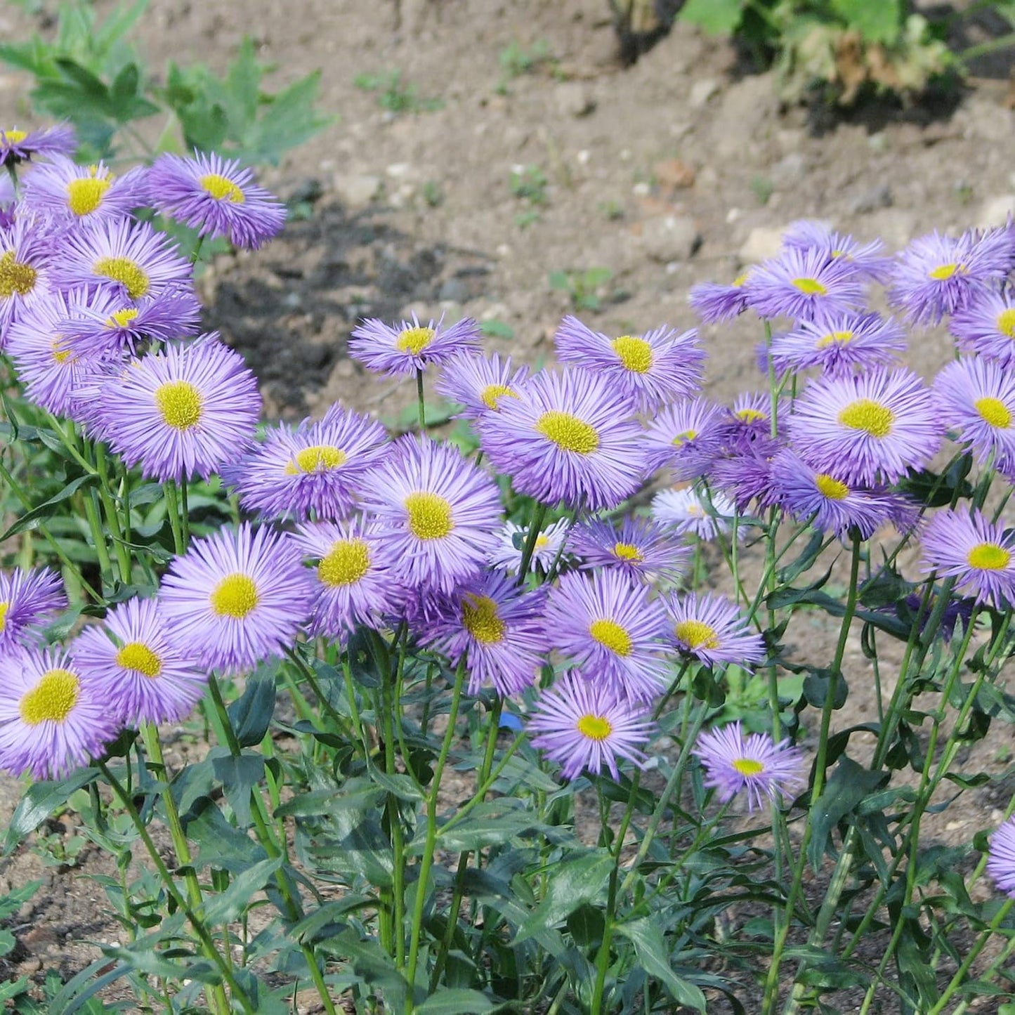 Erigeron Speciosus Flower  Seeds