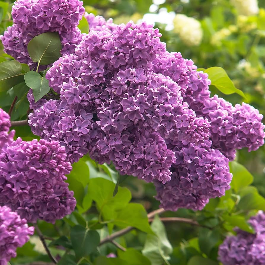 Japanese Tree Purple Lilac Flower Seeds