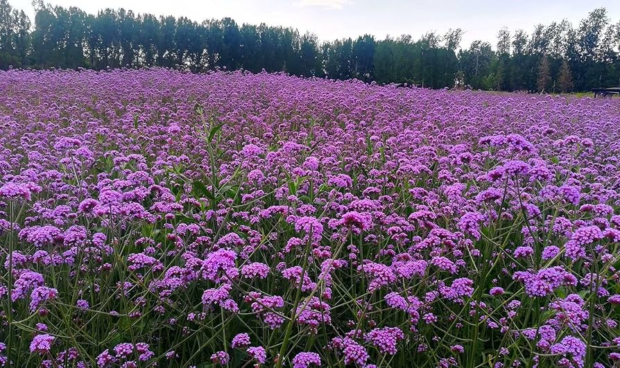 Moss Verbena Flower Seeds