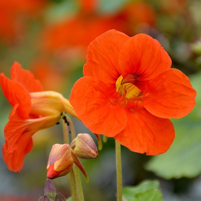 Orange Nasturtium Flower seeds for Planting - Fragrant Blossoms, Heirloom & GMO Free Seeds for Home Garden
 
 Sale for planting in home garden