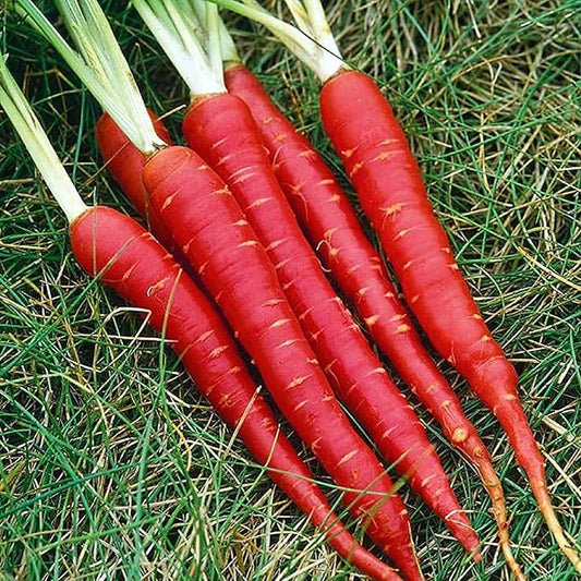Kyoto Red Carrot Vegetable Seeds