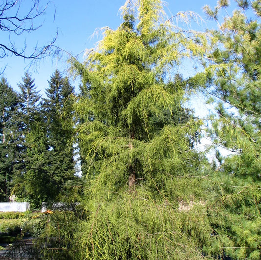 Semi di albero di Cipresso dorato piangente 'Saligna Aurea'