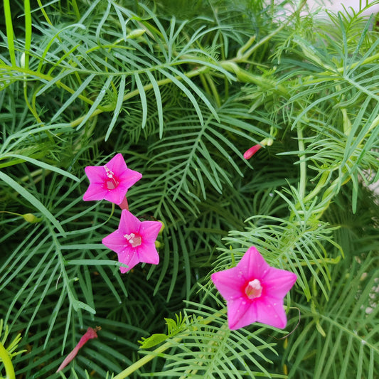 Cypress Vine Seeds Red & Pink Mix
