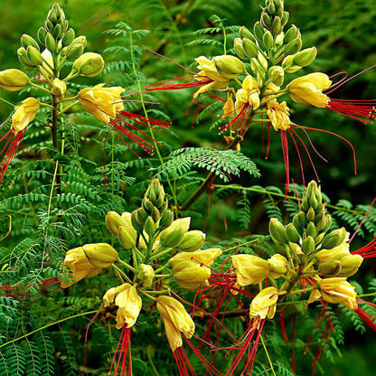 Desert Bird of Paradise Flower Seeds