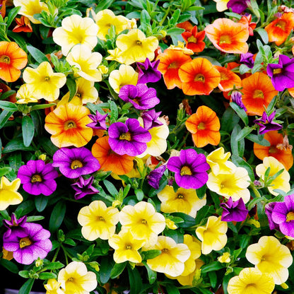 Mixed Calibrachoa Flower Seeds