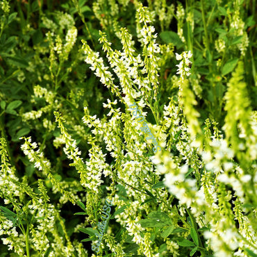 White Sweetclover Flower Seeds