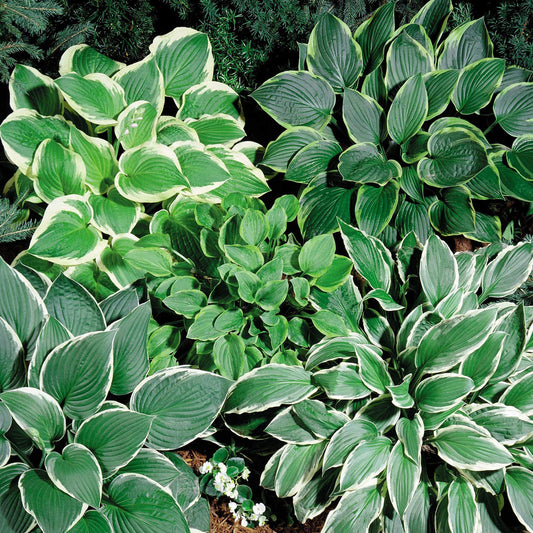 Hosta Seeds Herb Seeds