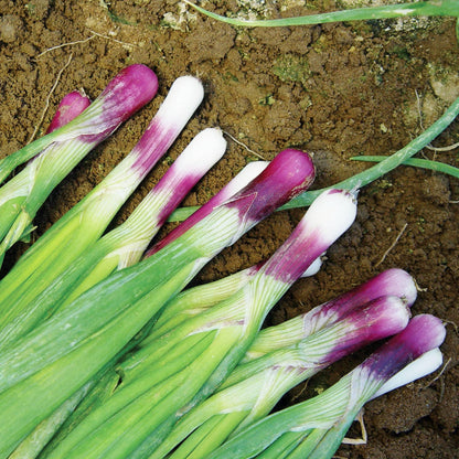 Apache Onion Vegetable Seeds