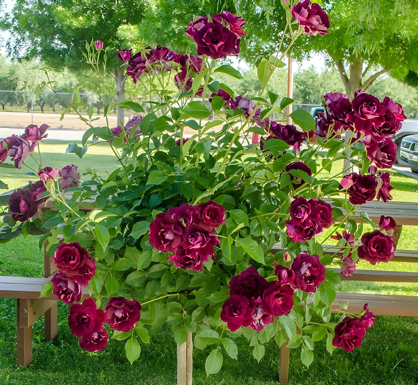 Burgundy Climbing Rose Flower Seeds