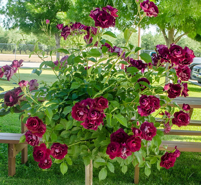 Burgundy Climbing Rose Flower Seeds