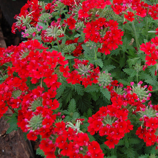Verbena Scarlet Red Flower Seeds