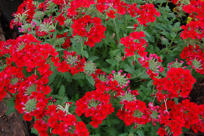 Verbena Scarlet Red Flower Seeds
