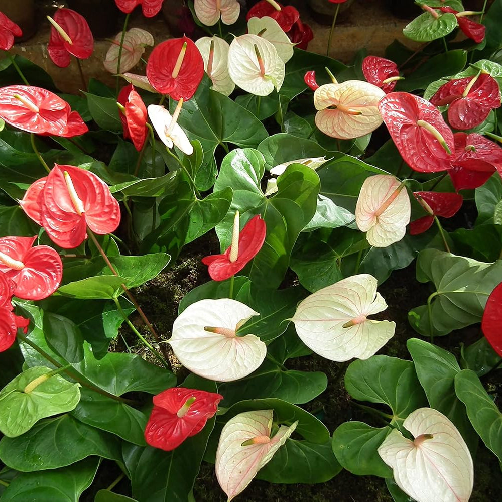 Huifang Anthurium Flower seeds for Planting Fragrant Blossoms Heirloom & GMO Free Seeds for Home Garden
 
 Sale seeds for home garden planting