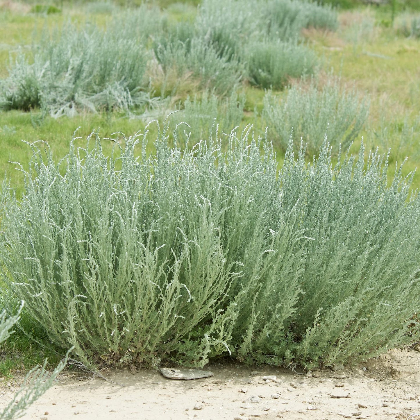 Fringed Sagebrush Herb Seeds