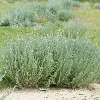 Fringed Sagebrush Herb Seeds
