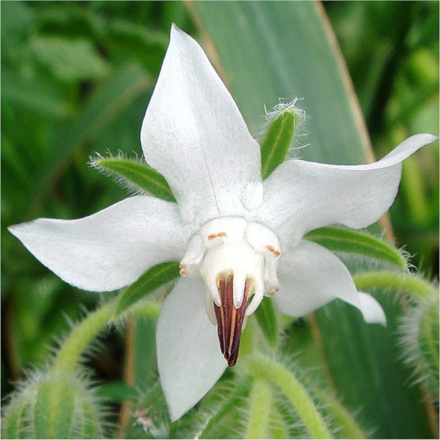 白いボリジの花の種まき用 - 庭の人気品種、伝統種で遺伝子組み換えなしの家庭菜園用種子