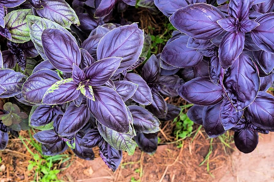 Basil 'Red Freddy' Herb Seeds
