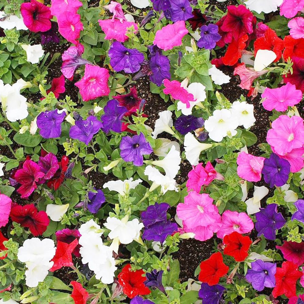 Laura Bush Petunia Flower Seeds