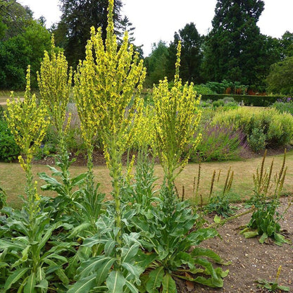 Greek Mullein Herb Seeds