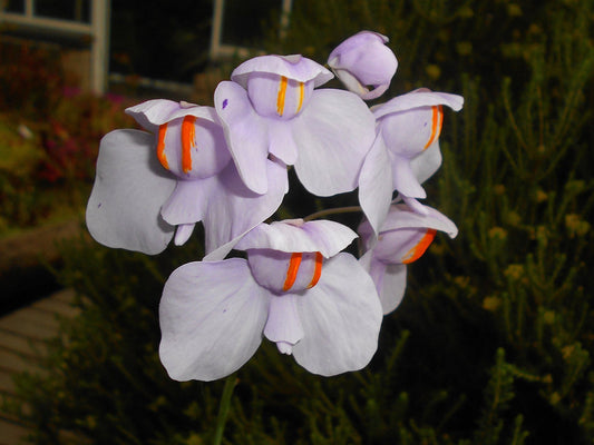Utricularia Flower seeds for Planting - Cottage Garden Essential, Heirloom & GMO Free Seeds for Home Garden
 
 Sale seeds for planting in home garden