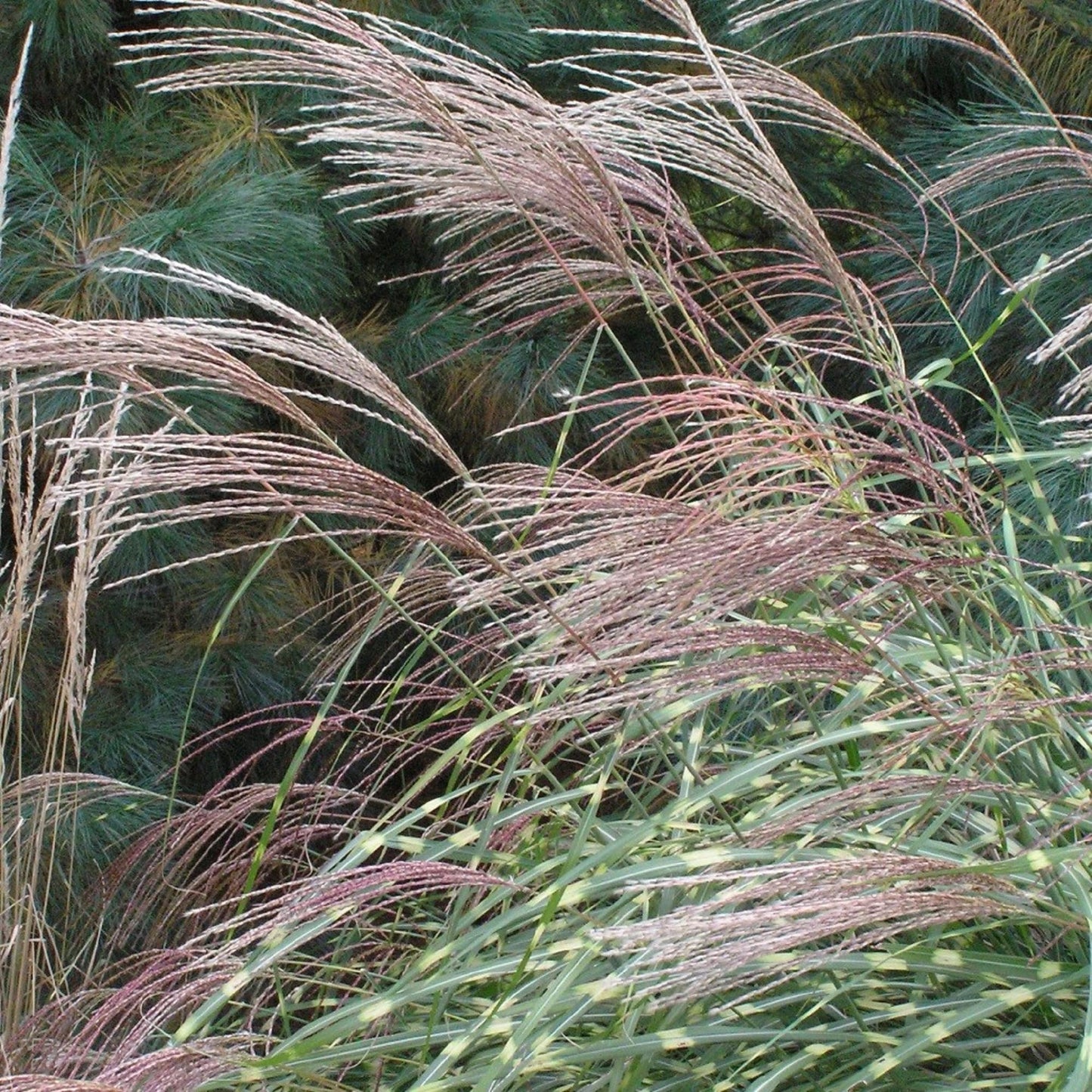 Miscanthus Sinensis Silbergras Kräutersamen