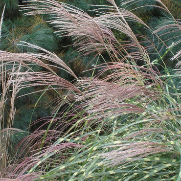 Miscanthus Sinensis Silbergras Kräutersamen