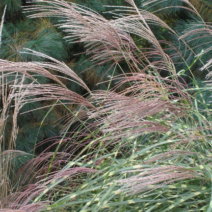 Miscanthus Sinensis Silbergras Kräutersamen