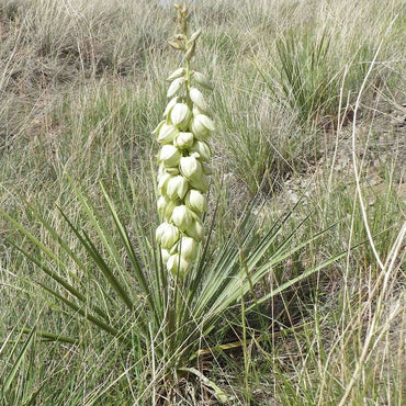 Yucca Glauca Flower Seeds