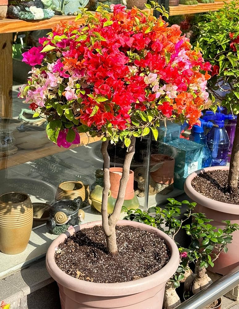 Mixed Bougainvillea  Flower Seeds