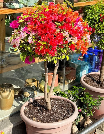 Mixed Bougainvillea  Flower Seeds