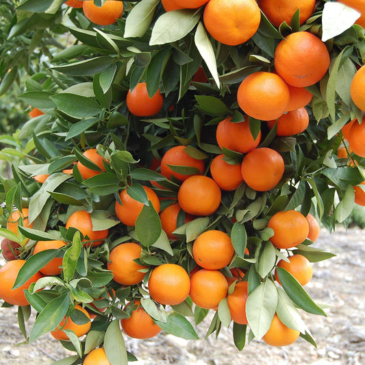 Mandarinenfruchtsamen