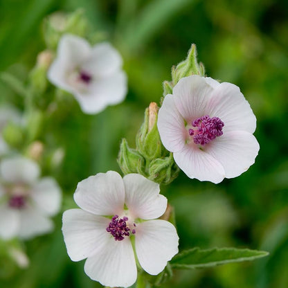 Marsh Mallow Herb Seeds
