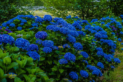 Tiefblaue Hortensien-Blumensamen zum Pflanzen – Leuchtende Blüten, Erbstücksamen & Gentechnikfreie Samen für den Hausgarten