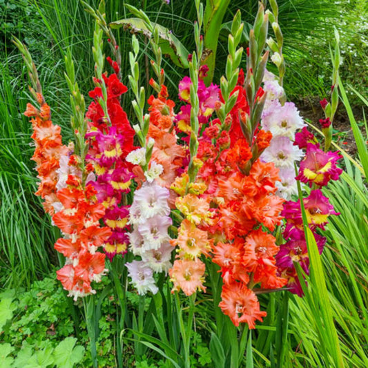 Gladiolus Flower Seeds