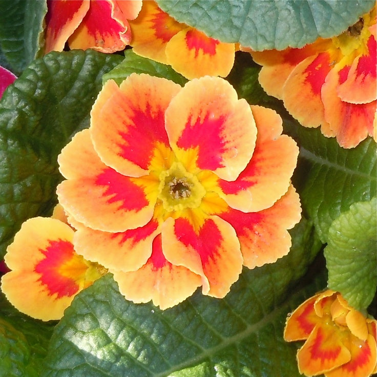 Orange Primrose Flower seeds for Planting - Sun Loving, Heirloom & GMO Free Seeds for Home Garden