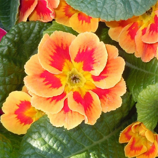Orange Primrose Flower seeds for Planting - Sun Loving, Heirloom & GMO Free Seeds for Home Garden