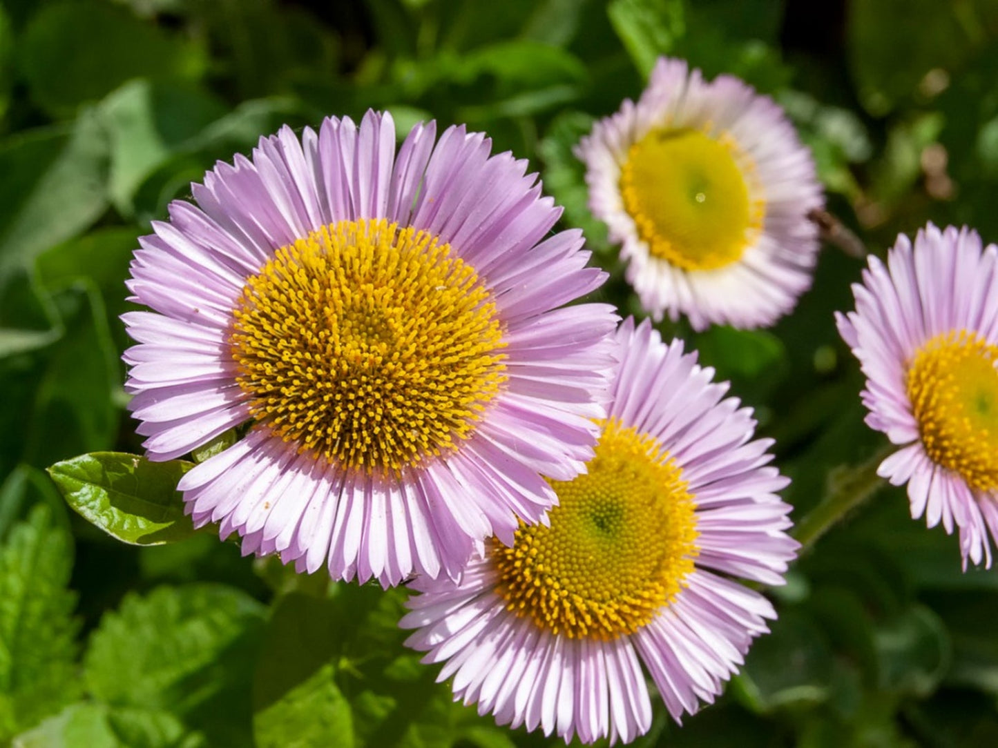 Seaside Daisy Flower Seeds