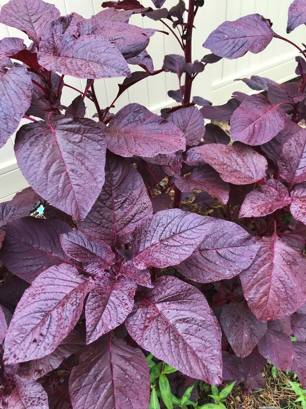 Amaranthus Blitum (Purple Amaranth) Seeds - Vibrant Purple Leafy Green for Culinary & Ornamental Use