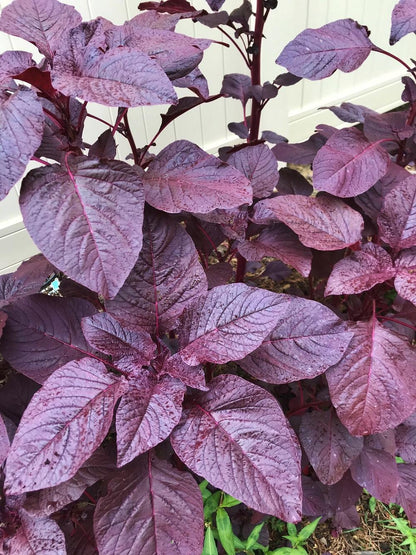 Amaranthus Blitum (Purple Amaranth) Seeds - Vibrant Purple Leafy Green for Culinary & Ornamental Use
