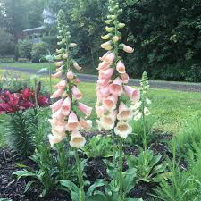 Foxglove Seeds for a Stunning Summer Garden