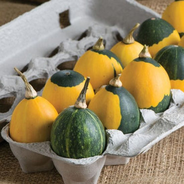 Graines de légumes de gourdes œufs de gobelin